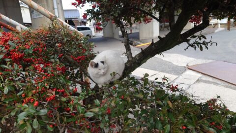 メジロ待ちです。